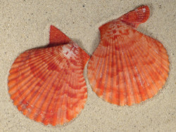 Mimachlamys sanguinea PH 7,4cm *Unikat*