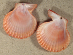 Mimachlamys sanguinea PH 7,4cm *Unikat*