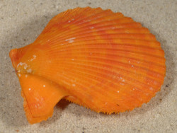 Mimachlamys sanguinea PH 6,8cm *unique*