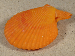 Mimachlamys sanguinea PH 6,8cm *unique*