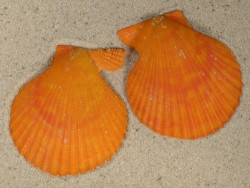 Mimachlamys sanguinea PH 6,8cm *unique*