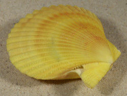 Mimachlamys sanguinea PH 7,6cm *unique*