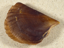 Streptopinna saccata PH 8,3cm *unique*