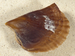 Streptopinna saccata PH 8,3cm *unique*