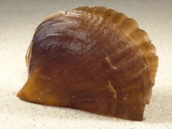 Streptopinna saccata PH 8,3cm *unique*