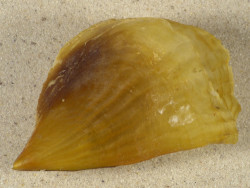 Streptopinna saccata PH 8,6cm *unique*