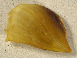 Streptopinna saccata PH 8,6cm *unique*
