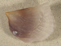 Streptopinna saccata PH 8,6cm *unique*