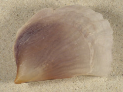Streptopinna saccata PH 8,6cm *unique*