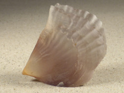 Streptopinna saccata PH 8,6cm *unique*