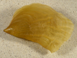 Streptopinna saccata PH 8,7cm *unique*