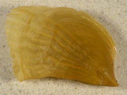 Streptopinna saccata PH 8,7cm *unique*