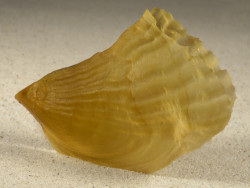 Streptopinna saccata PH 8,7cm *unique*