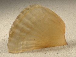 Streptopinna saccata PH 8,0cm *unique*