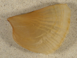Streptopinna saccata PH 8,0cm *unique*