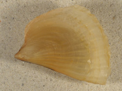 Streptopinna saccata PH 8,0cm *unique*