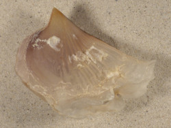 Streptopinna saccata PH 9,0cm *unique*