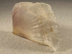 Streptopinna saccata PH 9,0cm *unique*
