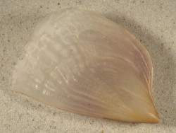 Streptopinna saccata PH 9,3cm *unique*