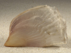 Streptopinna saccata PH 9,3cm *unique*