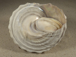 Megastraea turbanica m/O MX 11,4cm *Unikat*