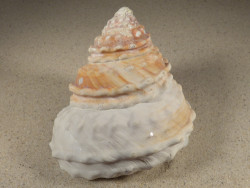 Megastraea turbanica m/O MX 11,4cm *Unikat*
