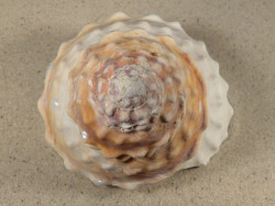 Megastraea turbanica m/O MX 11,4cm *Unikat*