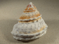 Megastraea turbanica w/o MX 11,0cm *unique*