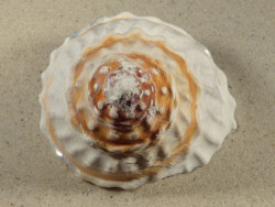 Megastraea turbanica w/o MX 11,0cm *unique*