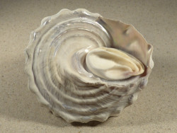 Megastraea turbanica m/O MX 10,5cm *Unikat*