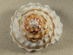Megastraea turbanica m/O MX 10,5cm *Unikat*