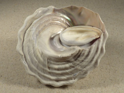 Megastraea turbanica m/O MX 10,8cm *Unikat*
