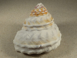 Megastraea turbanica m/O MX 10,8cm *Unikat*
