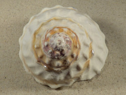 Megastraea turbanica m/O MX 10,8cm *Unikat*