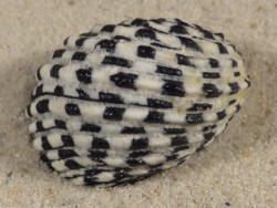 Nerita textilis w/o MG 3,4cm *unique*