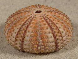 Arbacia lixula GR 3,9cm *unique*