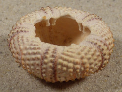 Arbacia lixula GR 3,9cm *unique*