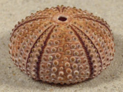 Arbacia lixula GR 3,8cm *unique*