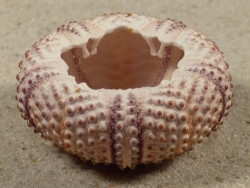 Arbacia lixula GR 3,8cm *unique*