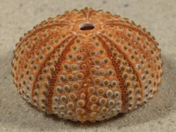 Arbacia lixula GR 3,9cm *Unikat*