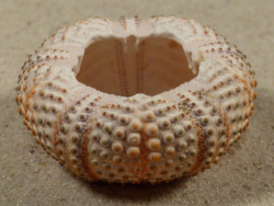 Arbacia lixula GR 3,9cm *Unikat*