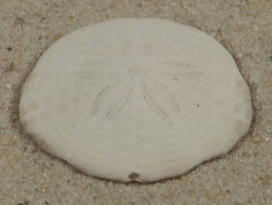Echinarachnius parma CA-Atlantic 3,0cm *unique*