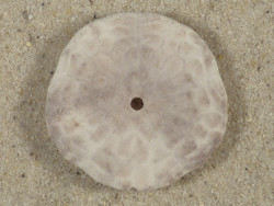 Echinarachnius parma CA-Atlantic 3,0cm *unique*