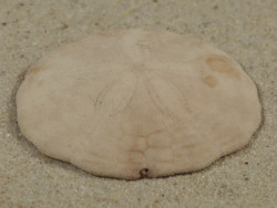 Echinarachnius parma CA-Atlantic 4,0cm *unique*