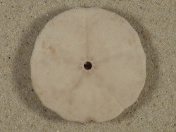 Echinarachnius parma CA-Atlantic 4,0cm *unique*