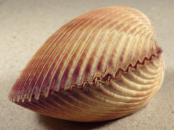 Vasticardium enode 9,1cm *Unikat*
