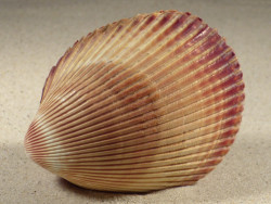 Vasticardium enode 9,1cm *Unikat*