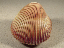 Vasticardium enode 9,1cm *Unikat*