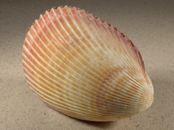 Vasticardium enode 11,0cm *unique*
