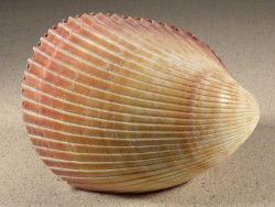 Vasticardium enode 11,0cm *unique*